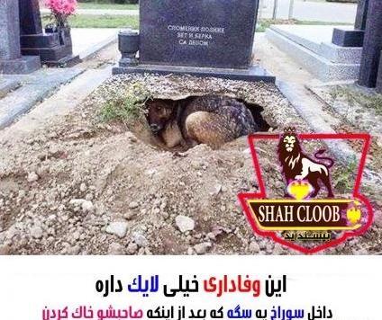 عکس نوشته وفاداری سگ