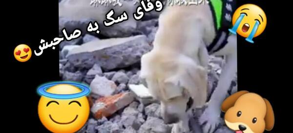 عکس نوشته وفاداری سگ