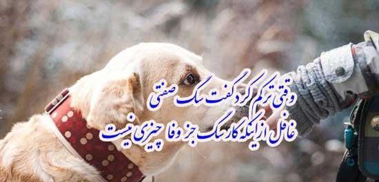 عکس نوشته وفاداری سگ