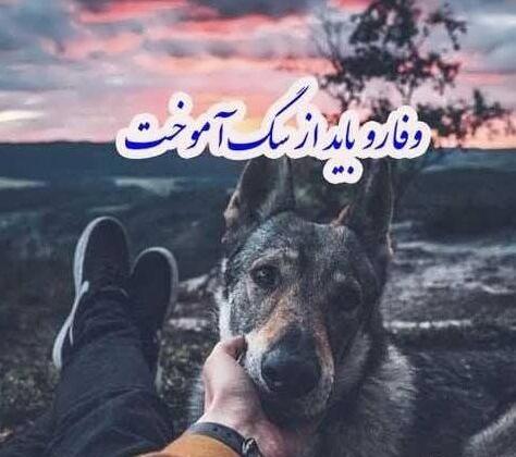 عکس نوشته وفاداری سگ