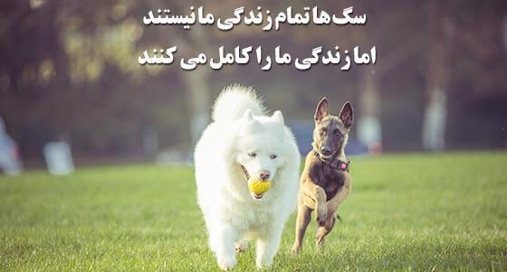 عکس نوشته وفاداری سگ
