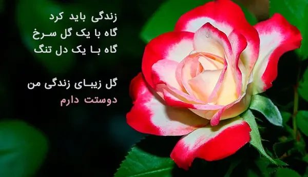 عکس نوشته های گل رز قرمز