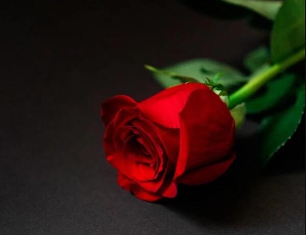 عکس نوشته های گل رز قرمز