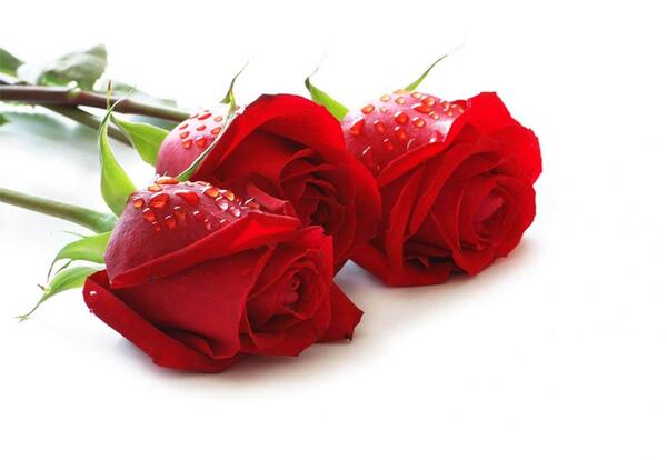 عکس نوشته های گل رز قرمز