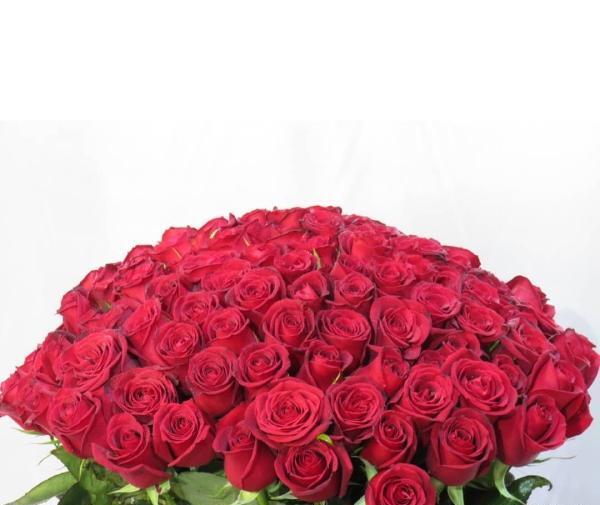 عکس نوشته روی گل رز