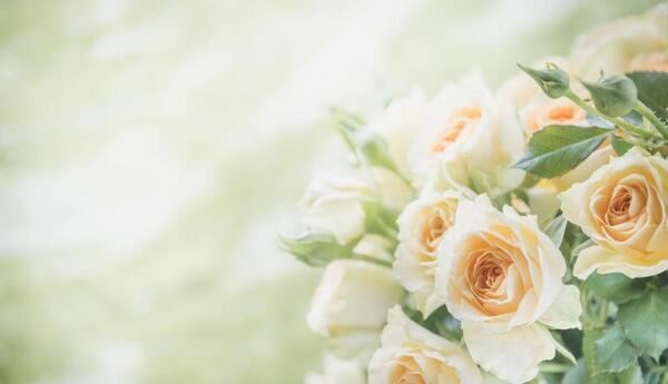 عکس نوشته روی گل رز