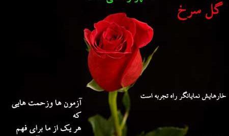 عکس نوشته روی گل رز
