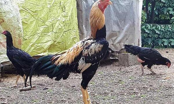 عکس های خروس لاری جنگی افغان