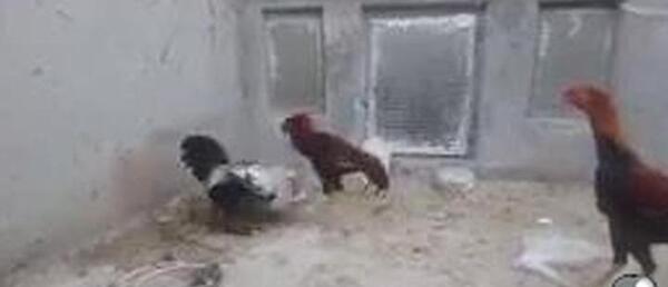 عکس های خروس لاری جنگی افغان