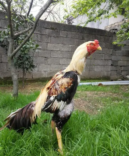 عکس های خروس لاری جنگی افغان