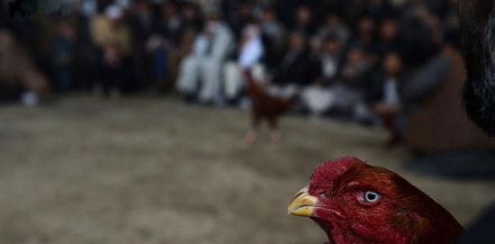 عکس های خروس لاری جنگی افغان