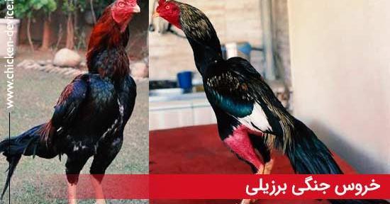عکس های خروس لاری جنگی افغان