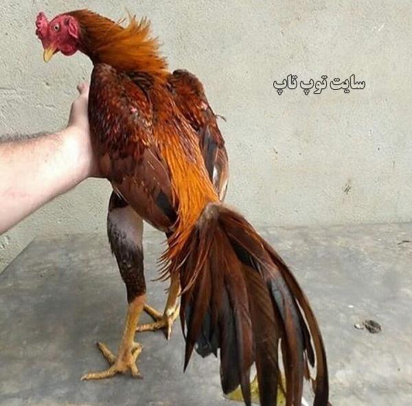 عکس های خروس لاری جنگی افغان