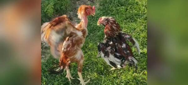 عکس های خروس لاری جنگی افغان