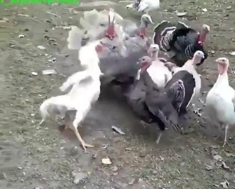 عکس های خروس لاری جنگی افغان