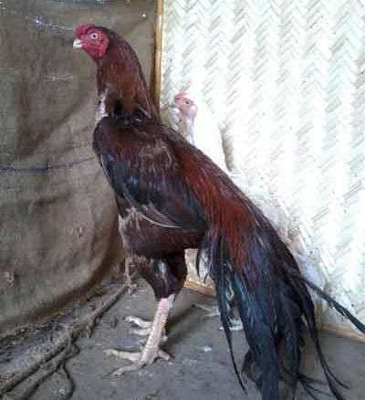 عکس های خروس لاری جنگی افغان