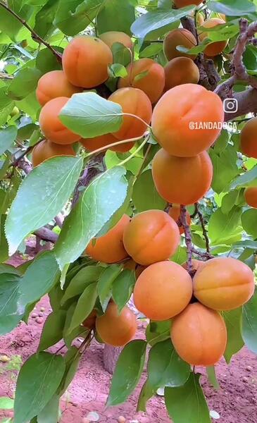 عکس های ولایت غور افغانستان
