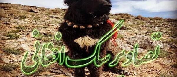 عکس های سگ جنگی افغانستان