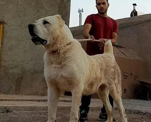 عکس های سگ جنگی افغانستان