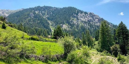 عکس جنگل های افغانستان