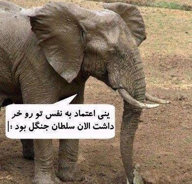 عکس های بسیار زیاد خنده دار