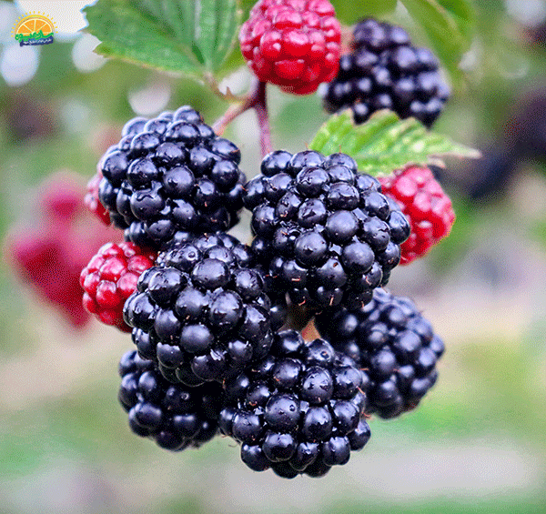 عکس های تابستانی زیبا برای پروفایل