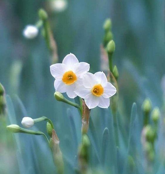 عکس های زیبای گل نرگس