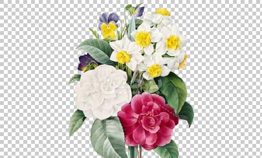 عکس های زیبای گل نرگس