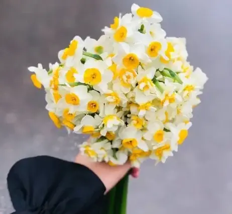 عکس های زیبای گل نرگس