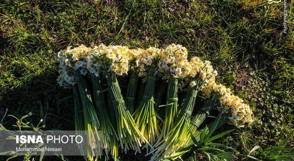 عکس های زیبای گل نرگس