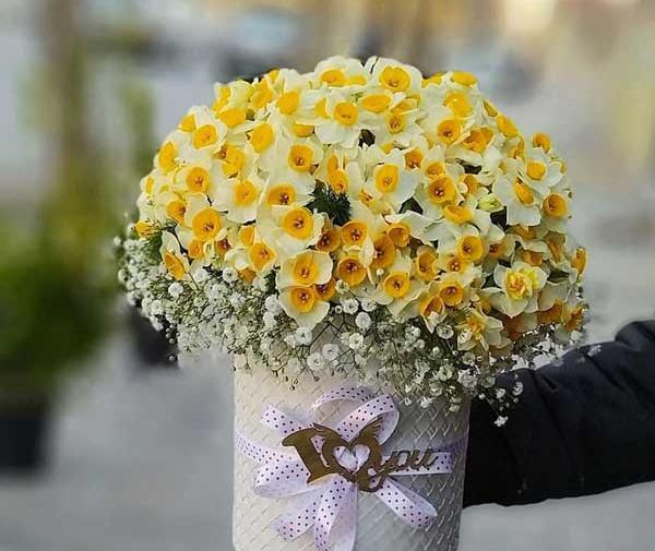 عکس های زیبای گل نرگس