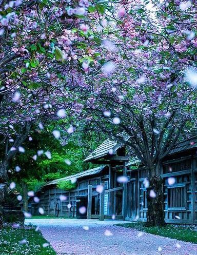 عکس های زیبا و جدید برای گوشی
