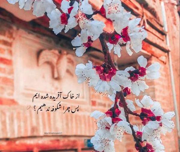 عکسهای زیبا جهت پروفایل
