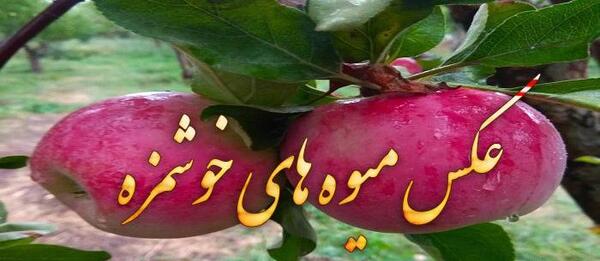 عکس میوه های تابستانی زیبا