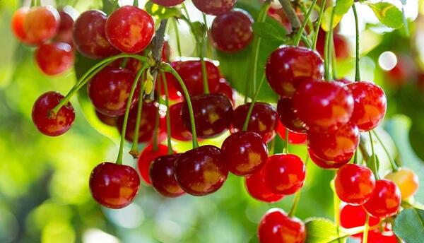 عکس میوه های تابستانی زیبا