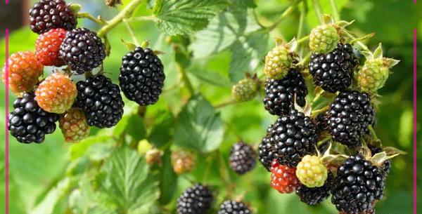 عکس میوه های تابستانی زیبا