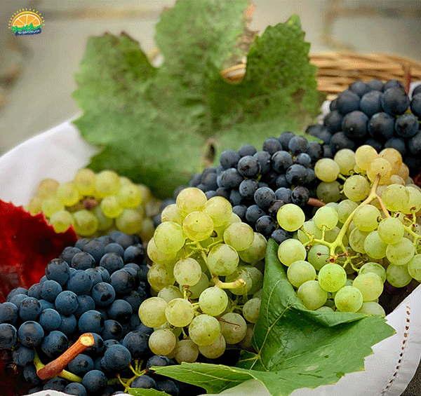 عکس میوه های تابستانی زیبا