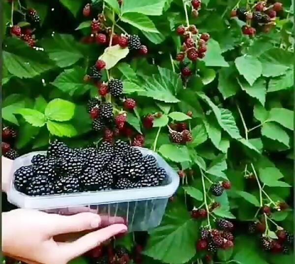 عکس میوه های تابستانی زیبا