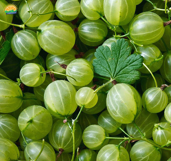 عکس میوه های تابستانی زیبا