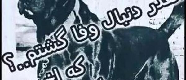 عکس سگ های وحید مرادی