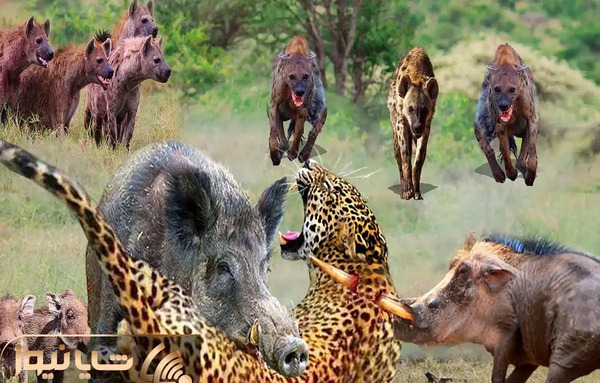 عکس گراز وحشتناک