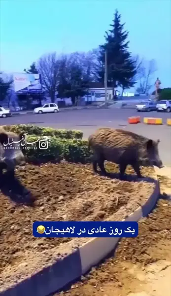 عکس گراز وحشتناک