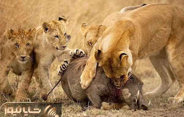 عکس گراز وحشتناک