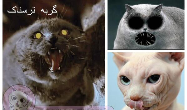 عکس های گربه وحشتناک