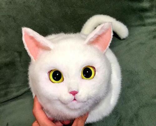 عکس های گربه وحشتناک