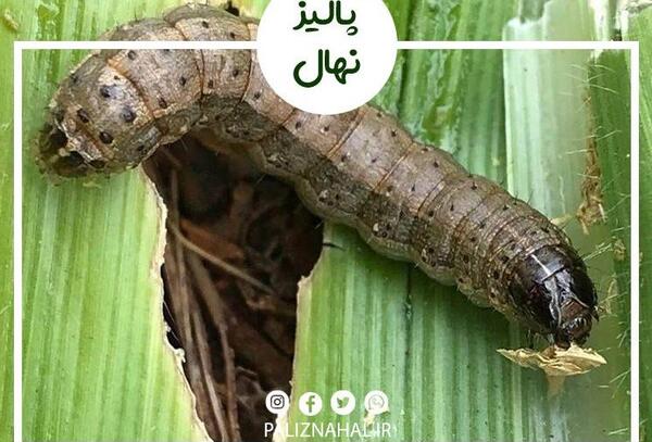 عکس کرم های وحشتناک