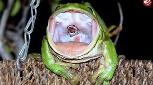 عکس پشت صحنه قورباغه خنده دار