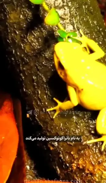 عکس پشت صحنه قورباغه خنده دار