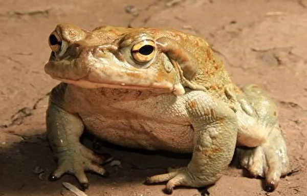 عکس پشت صحنه قورباغه خنده دار