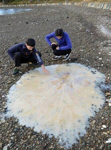 عکس عروس دریایی وحشتناک